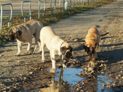 Mastiffs Don Theo, Don camillo und Daydream Diva