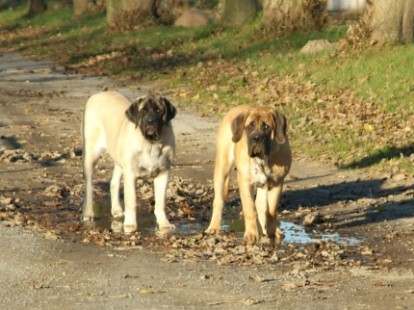 Mastiffs Don Theo, Don camillo und Daydream Diva