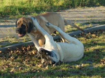 Mastiffs Don Theo, Don camillo und Daydream Diva