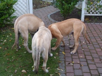 Mastiffs Don Theo, Don camillo und Daydream Diva