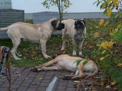 Mastiffs Don Theo, Don camillo und Daydream Diva