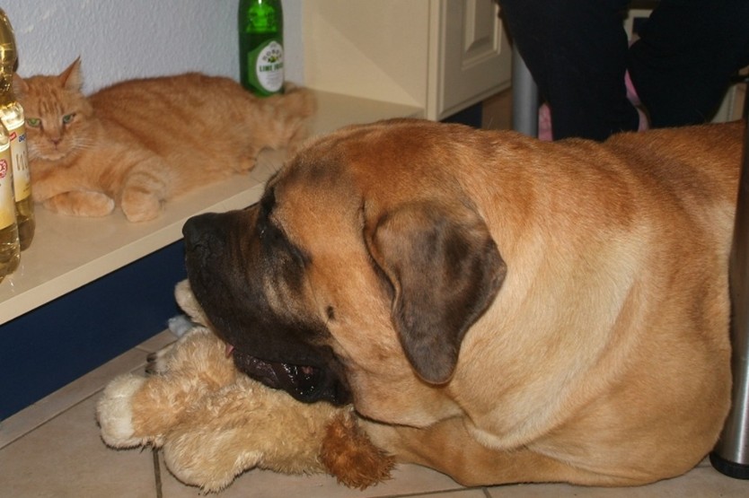 Mastiff Don Theo und die kleinen Kater