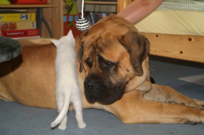 Mastiff Don Theo und die kleinen Kater