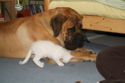 Mastiff Don Theo und die kleinen Kater