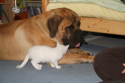 Mastiff Don Theo und die kleinen Kater