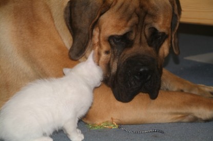 Mastiff Don Theo und die kleinen Kater