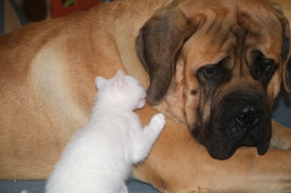 Mastiff Don Theo und die kleinen Kater