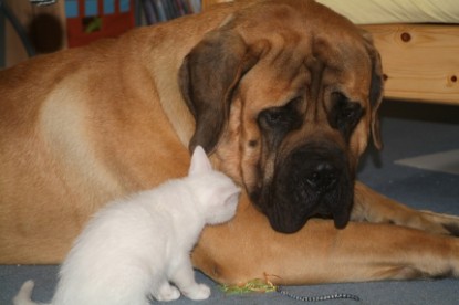 Mastiff Don Theo und die kleinen Kater