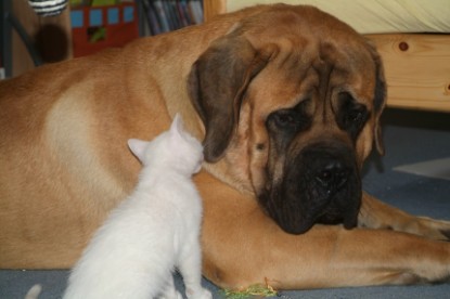 Mastiff Don Theo und die kleinen Kater