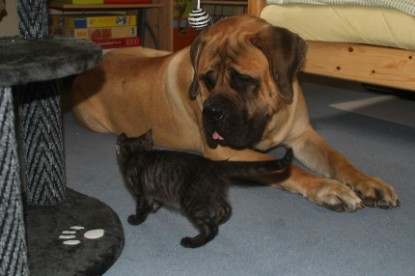 Mastiff Don Theo und die kleinen Kater