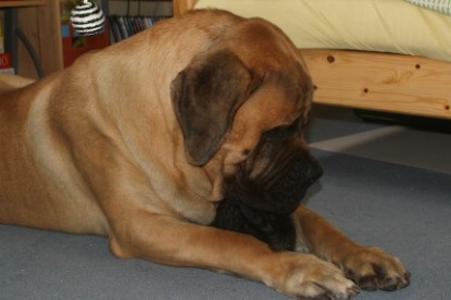 Mastiff Don Theo und die kleinen Kater