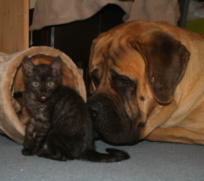 Mastiff Don Theo und die kleinen Kater