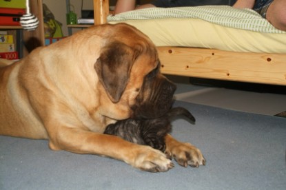 Mastiff Don Theo und die kleinen Kater