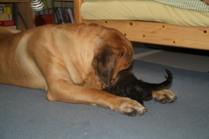 Mastiff Don Theo und die kleinen Kater