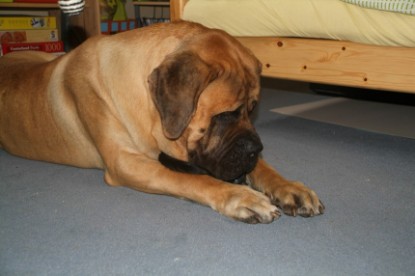 Mastiff Don Theo und die kleinen Kater