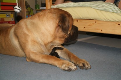 Mastiff Don Theo und die kleinen Kater