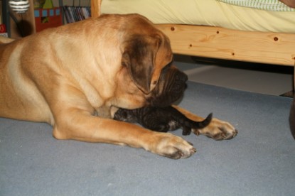 Mastiff Don Theo und die kleinen Kater