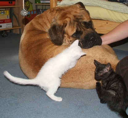 Mastiff Don Theo und die kleinen Kater