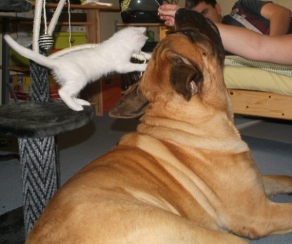 Mastiff Don Theo und die kleinen Kater