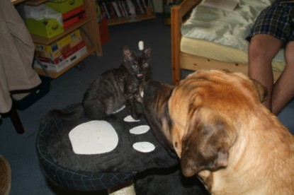 Mastiff Don Theo und die kleinen Kater