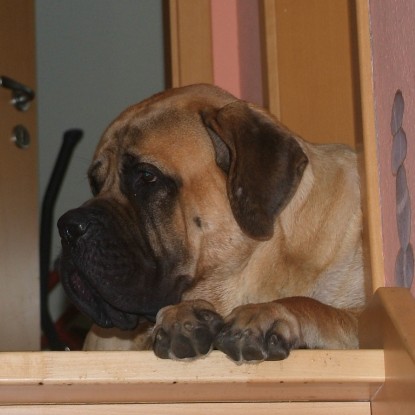 Mastiff Don Theo und die kleinen Kater