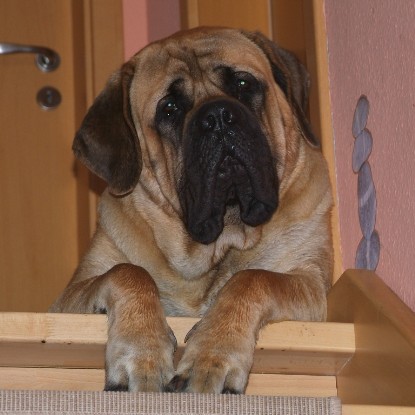 Mastiff Don Theo und die kleinen Kater