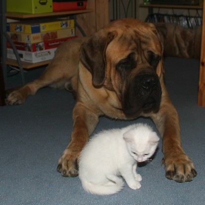 Mastiff Don Theo und die kleinen Kater