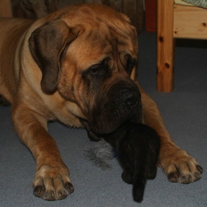 Mastiff Don Theo und die kleinen Kater