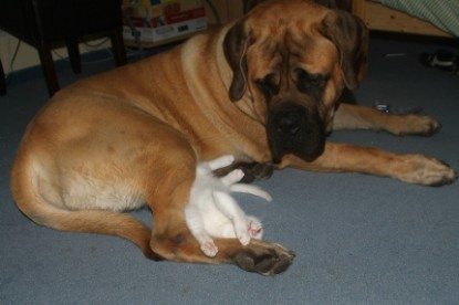 Mastiff Don Theo und die kleinen Kater