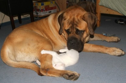 Mastiff Don Theo und die kleinen Kater