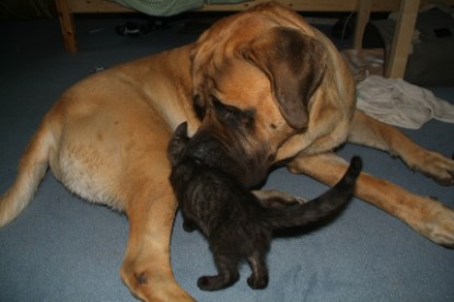 Mastiff Don Theo und die kleinen Kater