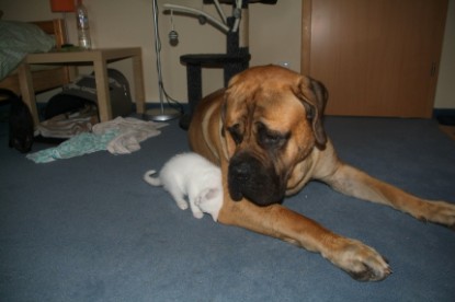 Mastiff Don Theo und die kleinen Kater