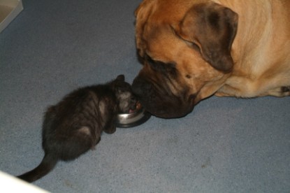 Mastiff Don Theo und die kleinen Kater