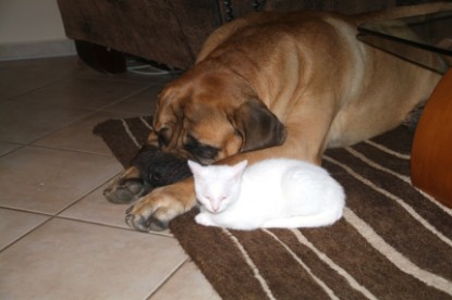 Mastiff Don Theo und die kleinen Kater