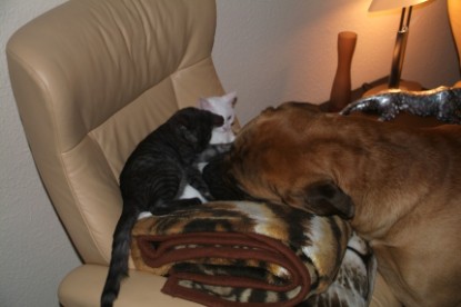 Mastiff Don Theo und die kleinen Kater