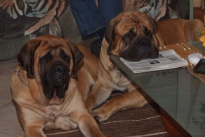 Continental Bulldogs Seeblickbulls Bilderalbum Busuch aus Holland