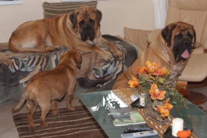 Continental Bulldogs Seeblickbulls Bilderalbum Busuch aus Holland