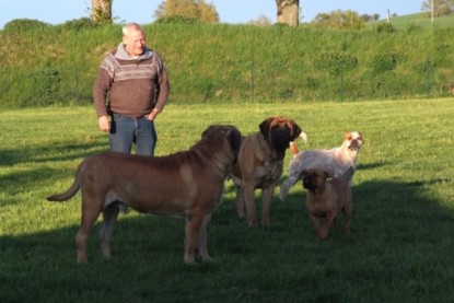 Continental Bulldogs Seeblickbulls Bilderalbum Busuch aus Holland