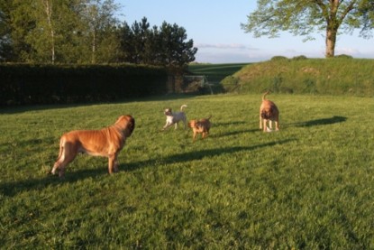 Continental Bulldogs Seeblickbulls Bilderalbum Busuch aus Holland