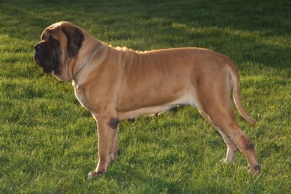 Continental Bulldogs Seeblickbulls Bilderalbum Busuch aus Holland