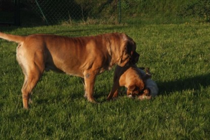 Continental Bulldogs Seeblickbulls Bilderalbum Busuch aus Holland