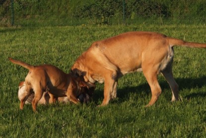 Continental Bulldogs Seeblickbulls Bilderalbum Busuch aus Holland