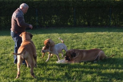 Continental Bulldogs Seeblickbulls Bilderalbum Busuch aus Holland