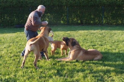 Continental Bulldogs Seeblickbulls Bilderalbum Busuch aus Holland