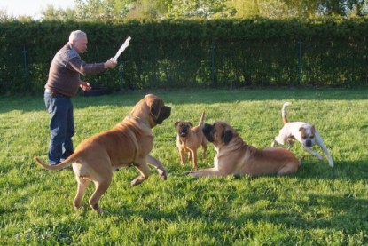 Continental Bulldogs Seeblickbulls Bilderalbum Busuch aus Holland