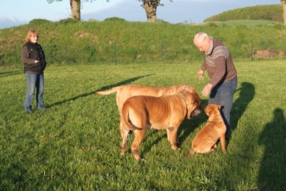 Continental Bulldogs Seeblickbulls Bilderalbum Busuch aus Holland