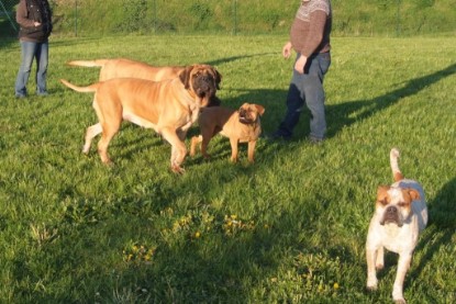 Continental Bulldogs Seeblickbulls Bilderalbum Busuch aus Holland