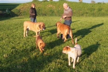 Continental Bulldogs Seeblickbulls Bilderalbum Busuch aus Holland