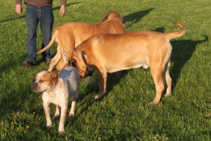 Continental Bulldogs Seeblickbulls Bilderalbum Busuch aus Holland