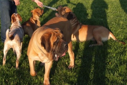 Continental Bulldogs Seeblickbulls Bilderalbum Busuch aus Holland